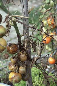 Kraut- und Braunfule an Tomaten erkennt man an braunen Flecken an Stngeln, Blttern und Frchten