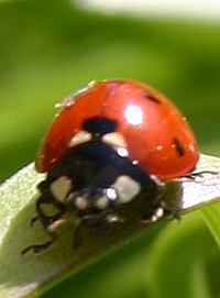Natürliche Blattlausbekämpfung: Der Marienkäfer hat Blattläuse zum Fressen gern.
