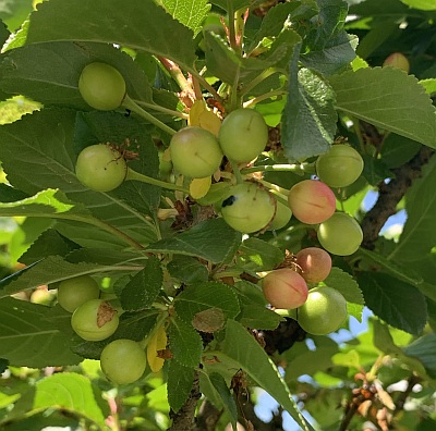 Gesunde Kirschen - Kirschfruchtfliege - gartenprobleme.de