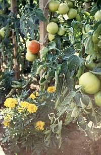 Tomaten und Tagetes im Gewächshausbeet