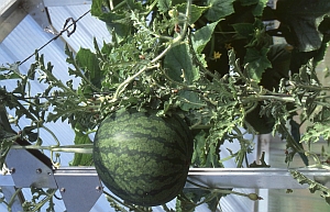 Kleingewaechshaus-Melone
