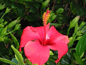 Pflanzensammlungen-Tropenpflanzen-Hibiskus