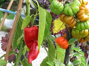 Tomaten und Paprika im gemsebaulich genutzten Gewchshaus (Kalthaus)