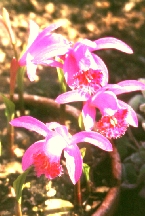 Pleione - Tibetorchidee im frostfreien Gewchshaus