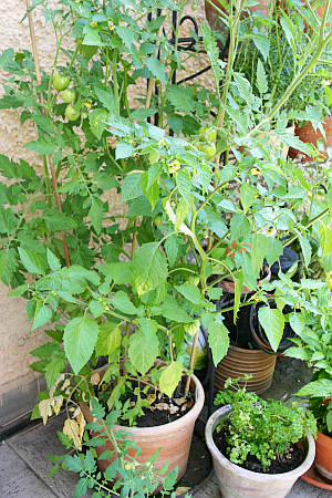 Gemüse vom Balkon: Die hoch wachsende Tomate und die Tomatillo-Pflanze kämpfen um die Vorherrschaft in diesem Kübel.