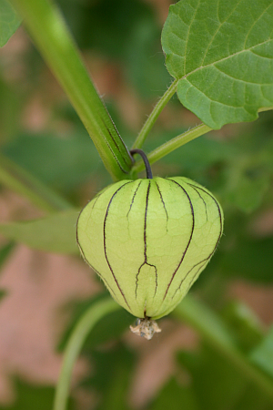 Gemüse vom Balkon: Tomatillo-Früchte reifen in einer Ballon-Hülle.