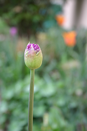 Frühling 2014 Purpurkugellauch Allium aflatunense Purple Sensation