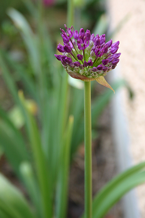 Frühling 2014: Allium aflatunense 'Purple Sensation' schon Anfang April
