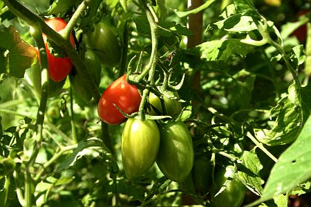 Auf meiner trocken-heißen Terrasse blieb die Tomate 'Maglia Rosa' bis zum Herbst gesund.