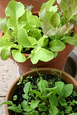 Salat und Kräuter im Topf