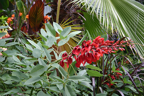 Blüten und Blätter von Erythrina crista-galli