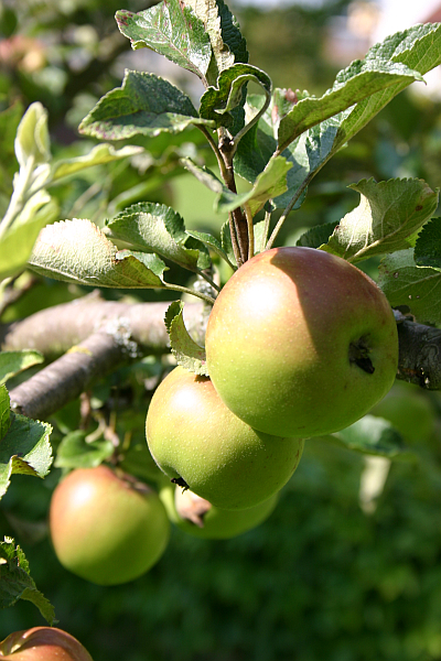 Apfelbaumpate werden
