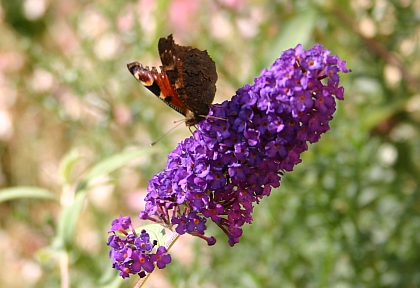 Erwachsene Schmetterlinge und Raupen haben eine unterschiedliche Ernährung