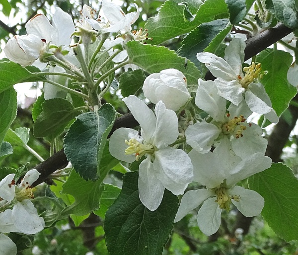 Apfelbäume blühen etwa Ende April/Anfang Mai. Willkommen im Vollfrühling!
