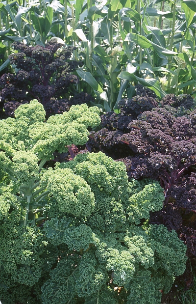 Grünkohlsorten und Zuckermais für die Spätsommer-/Herbsternte. Der Nutzungszeitraum für Mietparzellen endet meist im Spätherbst - Gemüse überwintern kann man dort in der Regel nicht.