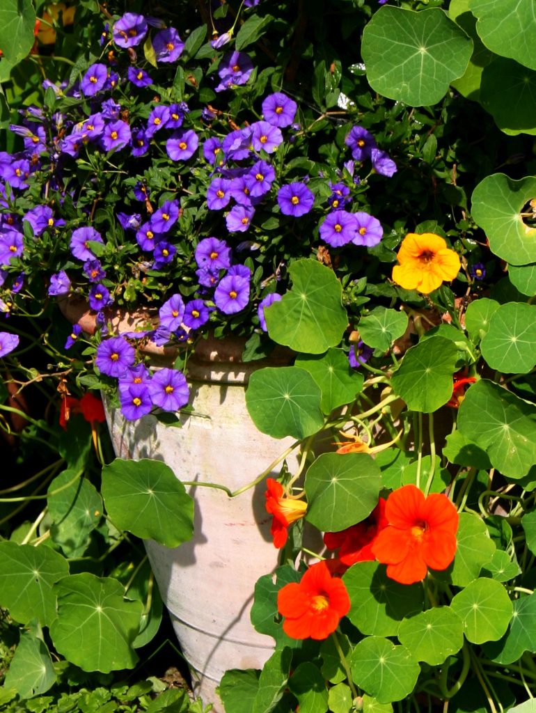 Einjährige mehrjährige Blühpflanzen, Gemüse, Kräuter und Obst - alles kann man auch in Töpfen kultivieren und damit Balkon, (Dach-)Terrasse, Sitzecke im Garten oder Eingangsbereich gestalten.