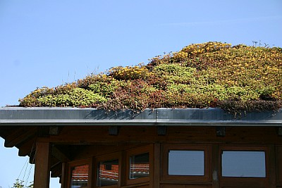Manche niedrigen Bodendecker sind so anspruchslos, dass man sie sogar auf einem Dach mit dünner Erdauflage mehr oder weniger sich selbst überlassen kann, beispielsweise Sedumarten. (Foto in der Kleingartenanlage in Weihenstephan (Freising) gemacht).