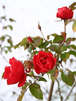 Rote Rosen und Schnee im Dezember 2011