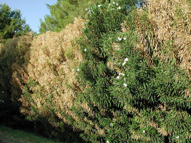 Vom Feuerbakterium befallener Oleander (Nerium oleander). (Bild: Pompilid, CC BY-SA 3.0 via Wikimedia Commons)
