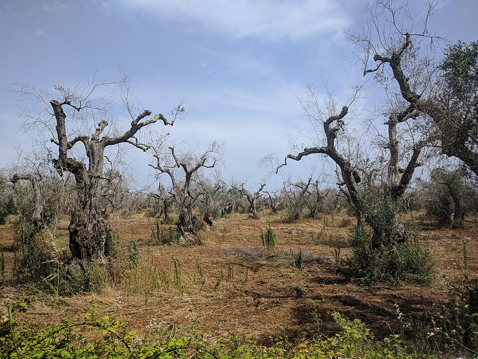 Olivenbaumsterben: Diese Bäume sind mit Feuerbakterium (Xylella fastidiosa) befallen. Die Besitzer versuchen, die Ausbreitung des Bakteriums durch Absägen der Äste einzudämmen. (Bild: Sjor, CC BY-SA 4.0 via Wikimedia Commons https://commons.wikimedia.org/wiki/File:Olivenhain_mit_Xylella_fastidiosa_bei_Surano_LE_190710.jpg)