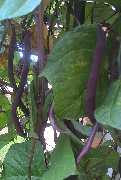 Stangenbohne Blauhilde im Kübel