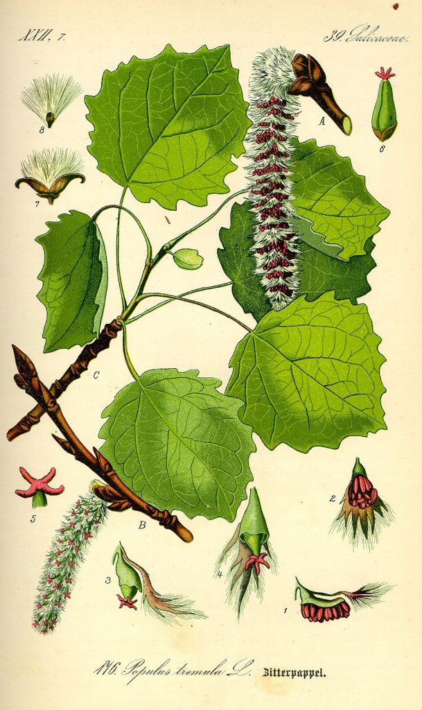 Ilustration Zitterpappel (Populus tremula)