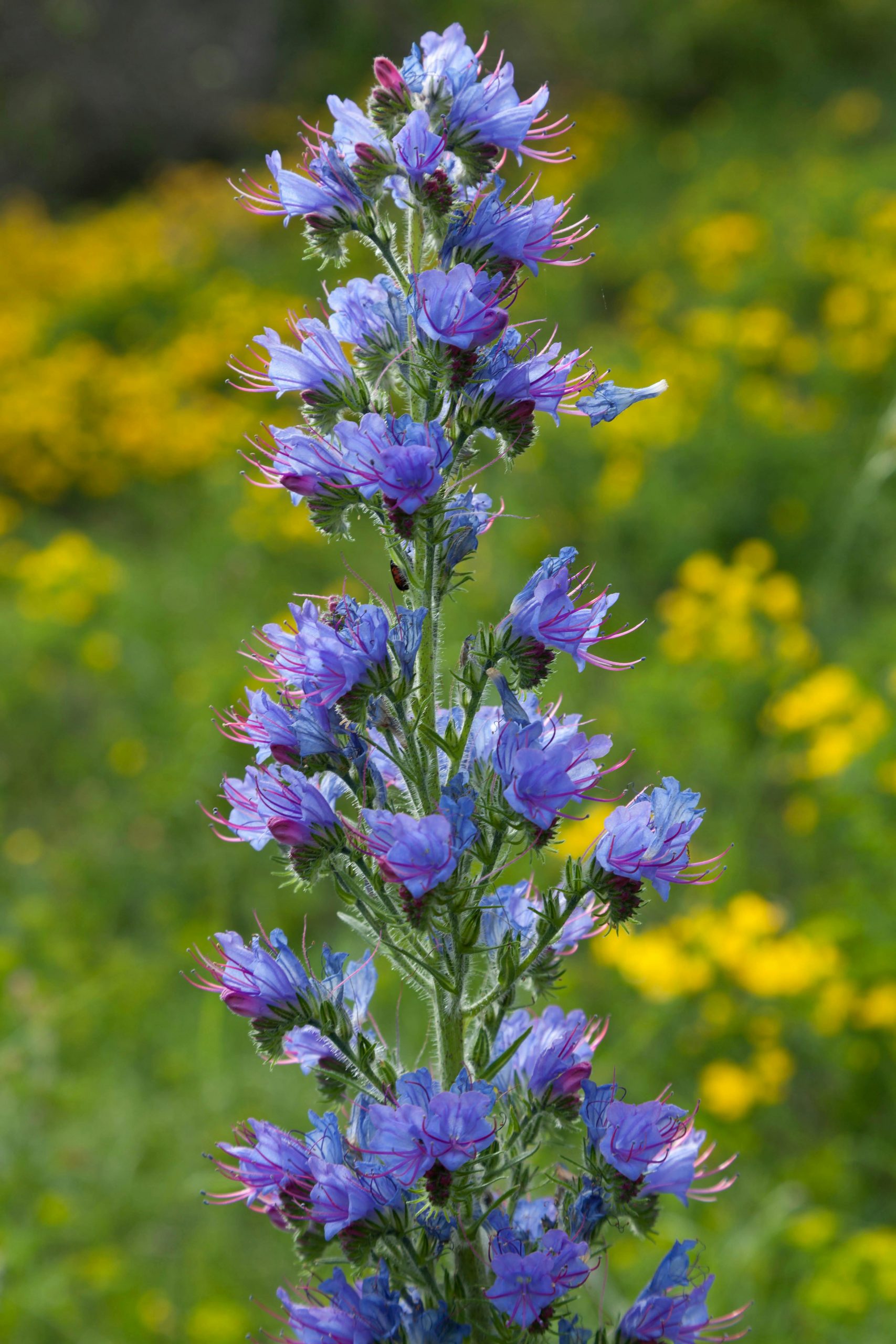 Blauer Blütenstand des Gewöhnlichen Natternkopfs